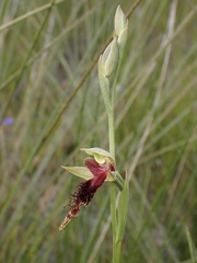 Calochilus pulchellus