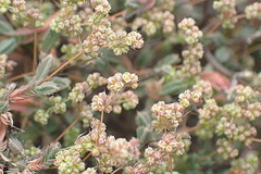 Psammotropha quadrangularis