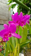 Cattleya lueddemanniana