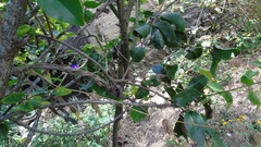 Struthanthus quercicola