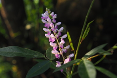 Grona heterocarpos angustifolia