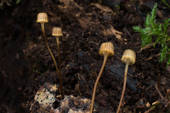 Mycena picta
