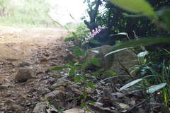 Grona heterocarpos angustifolia