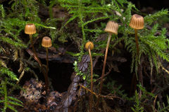 Mycena picta