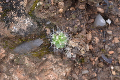 Echinocereus