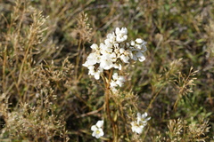 Gentianella corymbifera gracilis