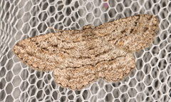 Zermizinga sinuata