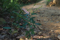 Grona heterocarpos angustifolia