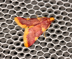 Hypsopygia flavamaculata