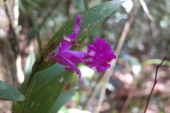 Sobralia macrantha