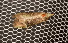 Heteromicta tripartitella