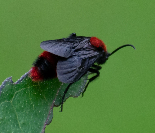 Red velvet ant