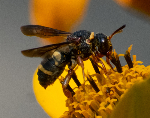 Two-banded Cellophane-cuckoo Bee photo 5