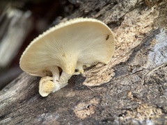 Lentinus squarrosulus