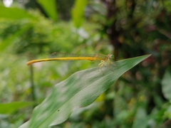 Ceriagrion coromandelianum