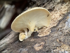 Lentinus squarrosulus