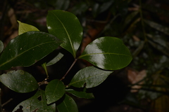 Rhysotoechia bifoliolata