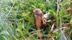 Dissoderma paradoxum