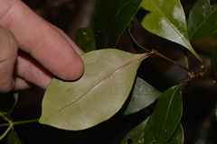 Rhysotoechia bifoliolata