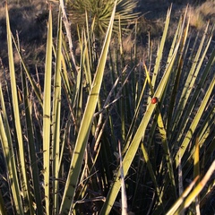 Yucca glauca glauca