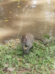 Macaca fascicularis