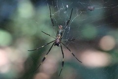 Trichonephila clavipes
