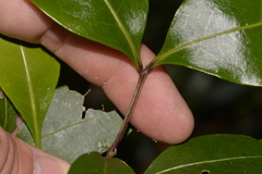 Rhysotoechia bifoliolata