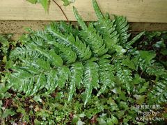 Pteris terminalis fauriei