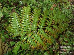 Pteris terminalis fauriei
