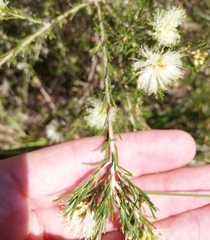 Melaleuca systena