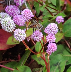 Apis cerana japonica