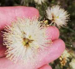 Melaleuca systena
