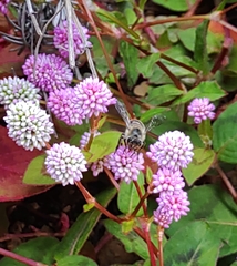 Apis cerana japonica