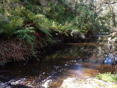 Hydrocotyle rivularis