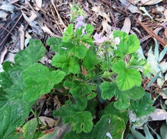 Pelargonium vitifolium