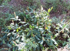 Hedychium gardnerianum