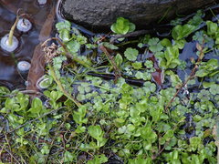 Hydrocotyle rivularis