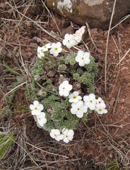 Androsace dasyphylla
