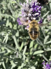 Bombus mixtus