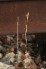Erysimum hieraciifolium