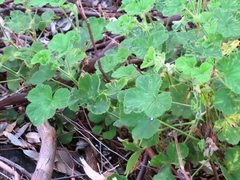 Pelargonium vitifolium