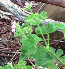Pelargonium vitifolium