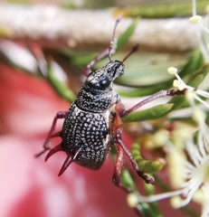 Catasarcus spinipennis