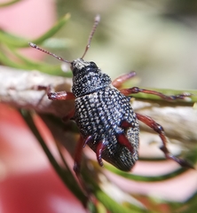 Catasarcus spinipennis