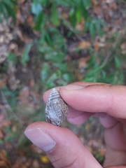 Ellobiidae