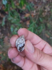 Ellobiidae