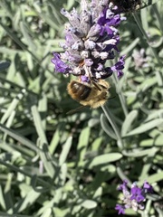 Bombus mixtus
