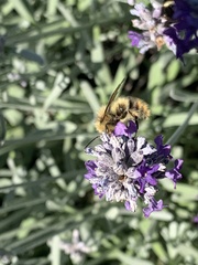 Bombus mixtus