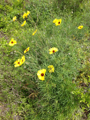 Thelesperma filifolium