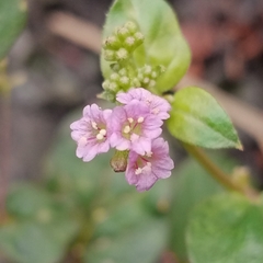 Boerhavia